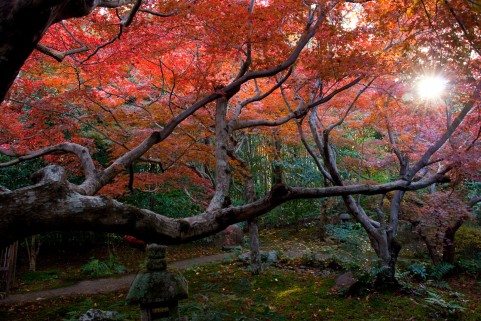autumn arashiyama