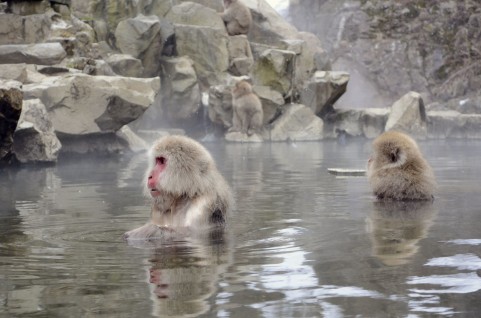 monkey in the hot spring!