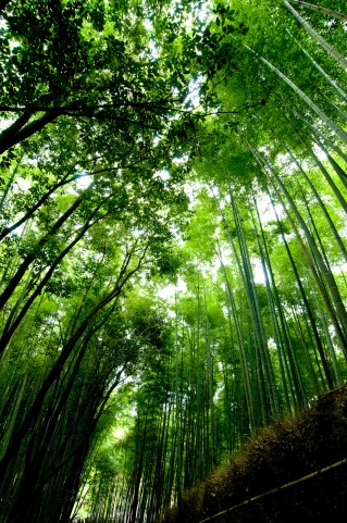 sagano bamboo